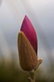 Magnolia soulangeana Lennei-1 Magnolia pośrednia